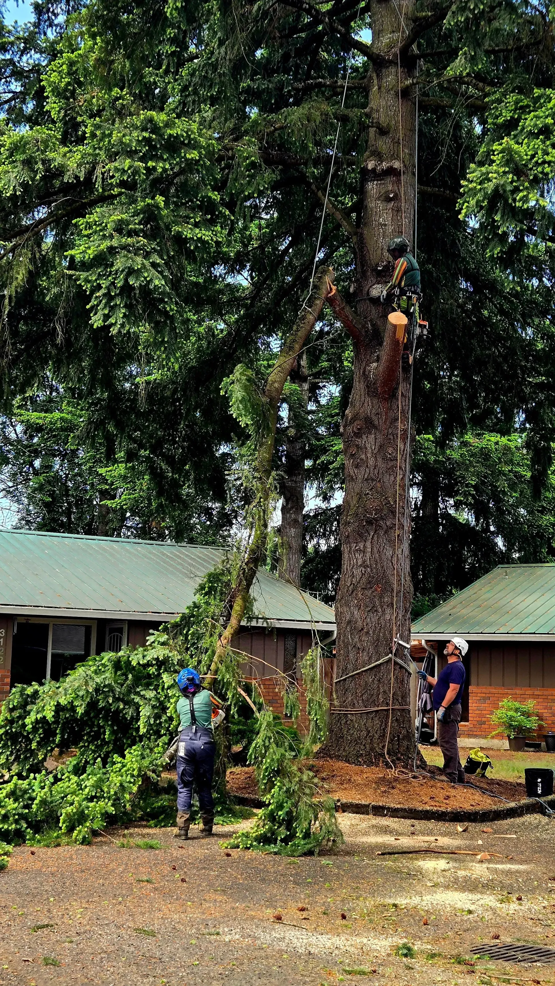 A group of people are cutting down a large tree in front of a house.