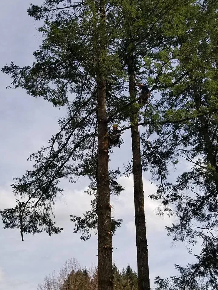 A man is climbing a tree with a chainsaw