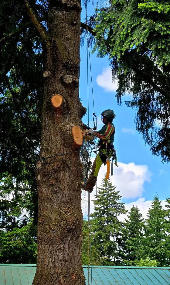 A man is climbing a tree with a chainsaw.