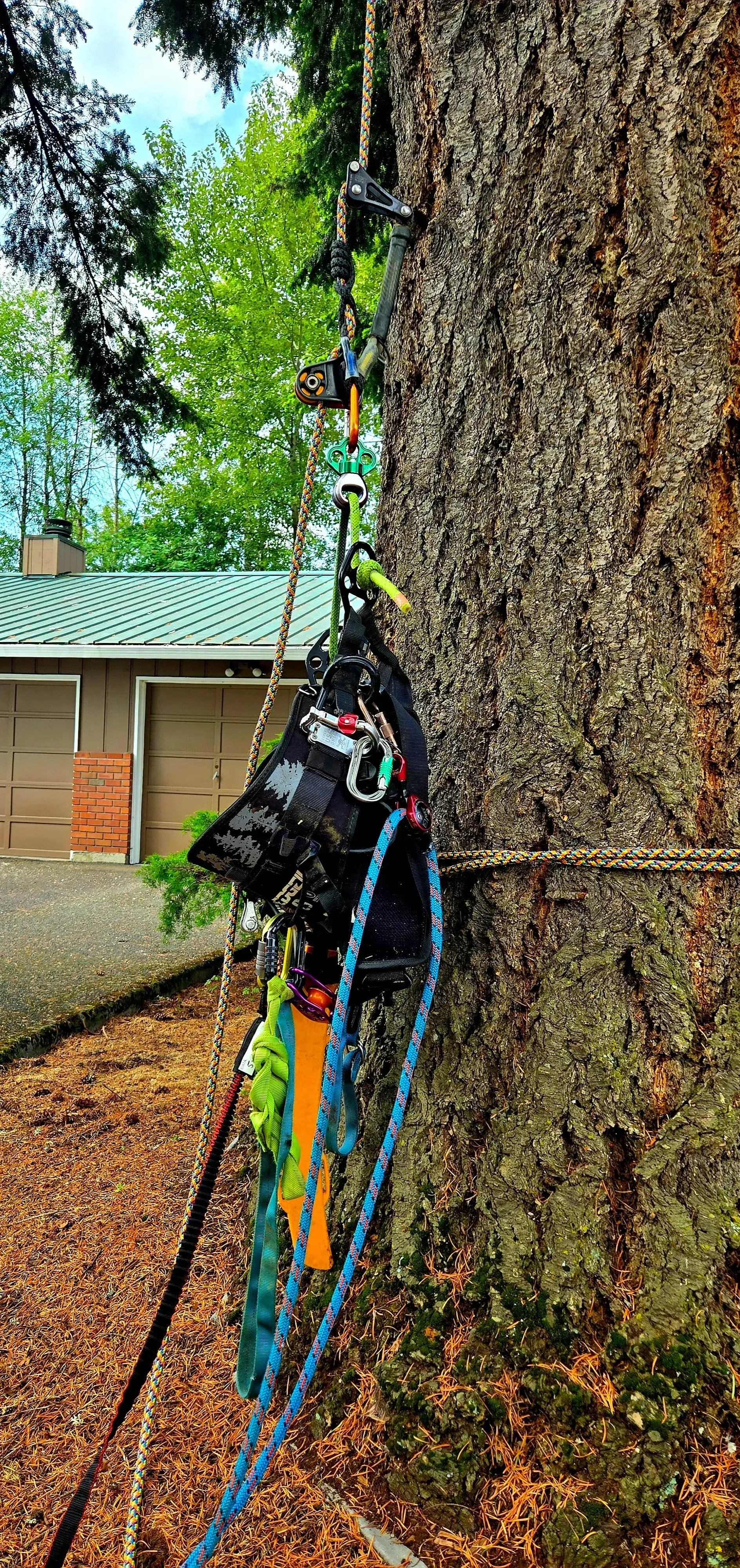 A tree with ropes attached to it and a bag hanging from it.