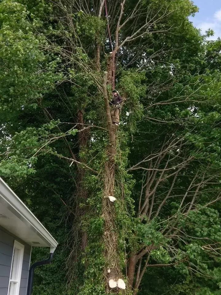 A man is climbing a tree in front of a house.