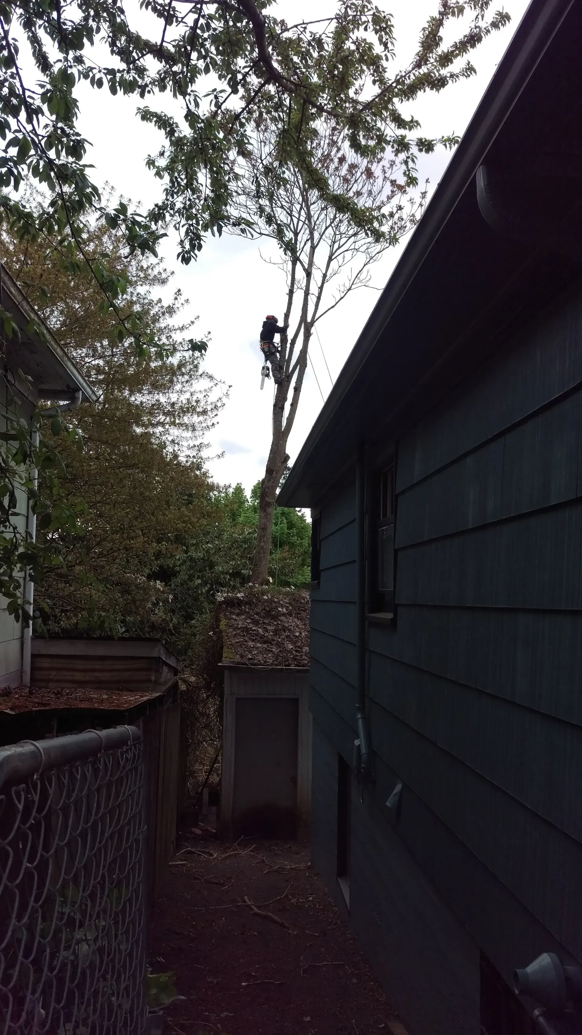 A man is climbing a tree next to a house.