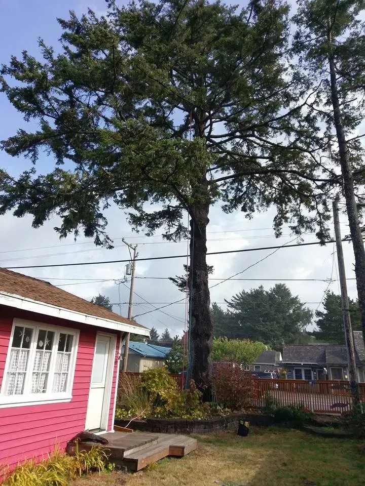 A pink house with a tree in front of it