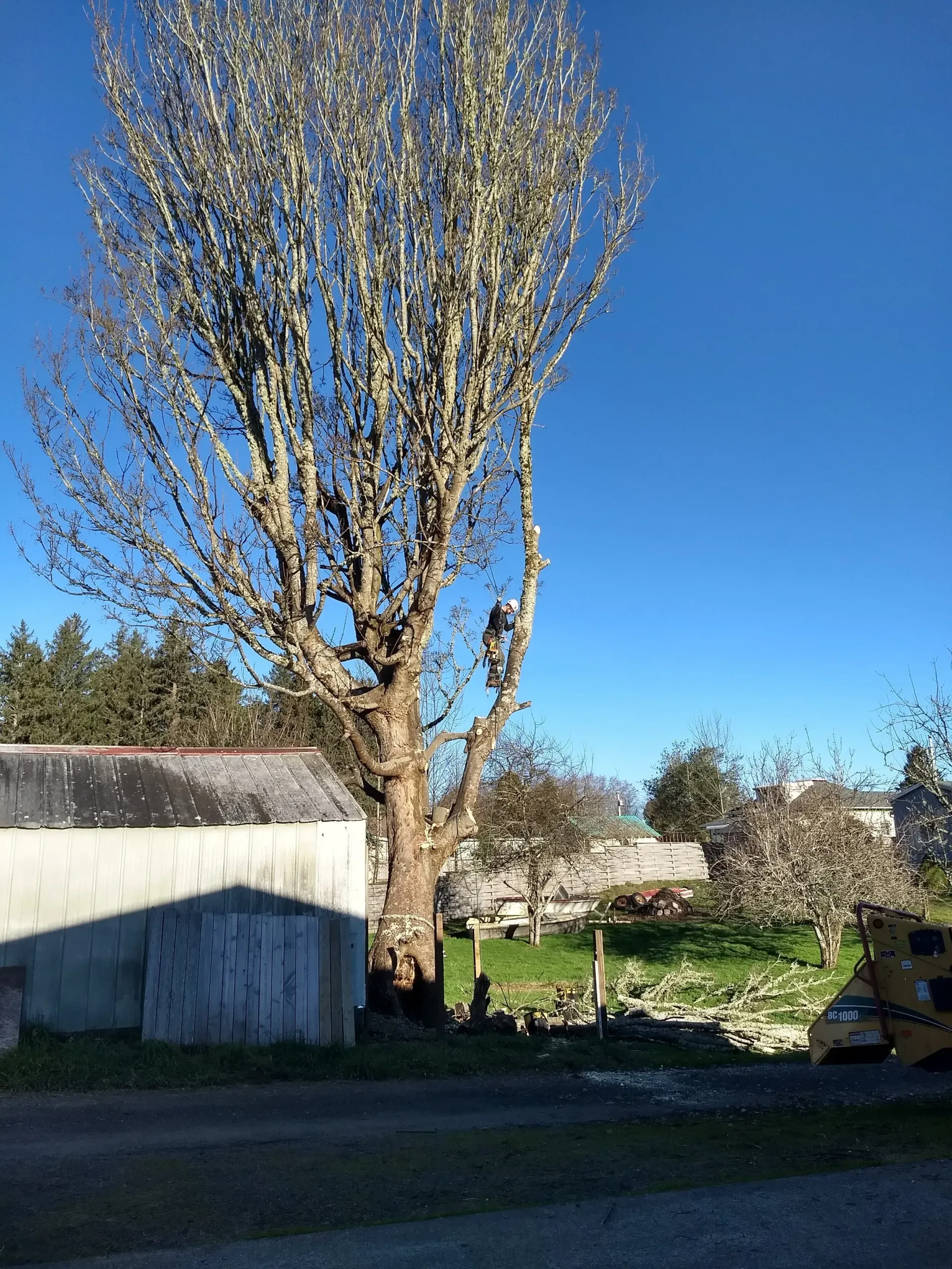A tree without leaves is standing in front of a building on a sunny day.