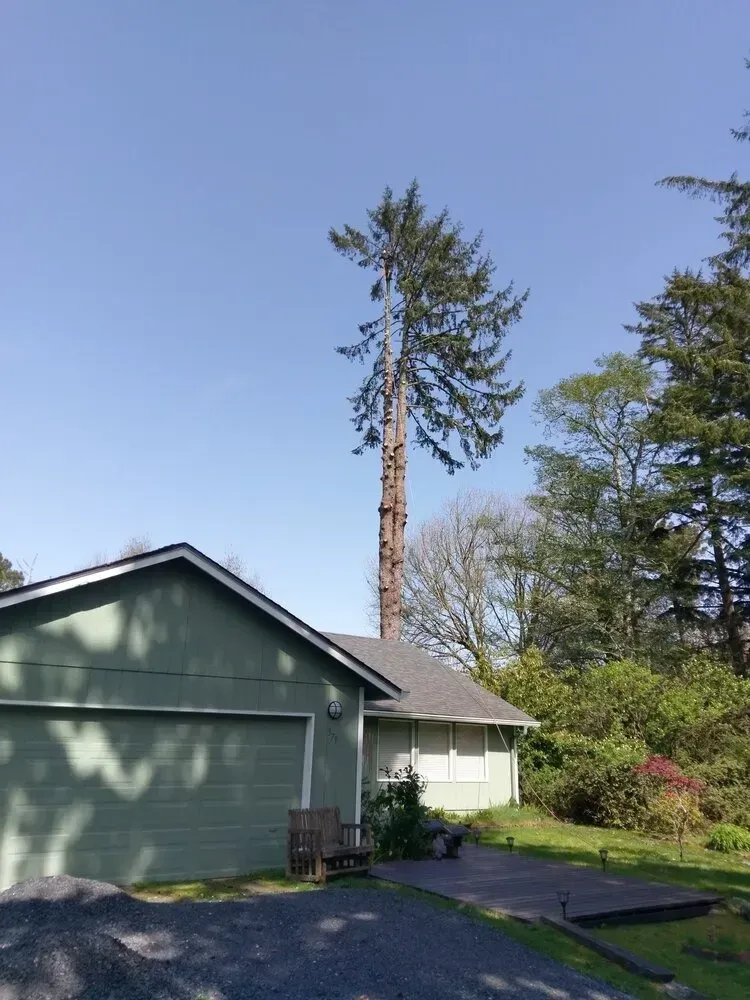 A green house with a large tree in front of it