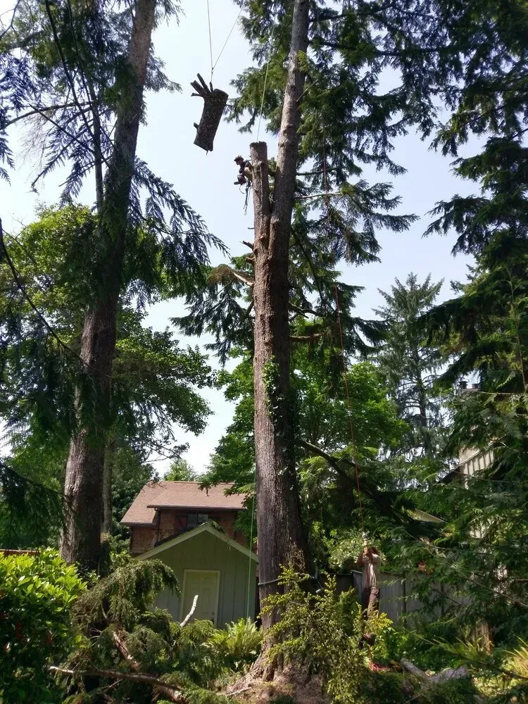 A tree being cut down in a backyard with a house in the background.