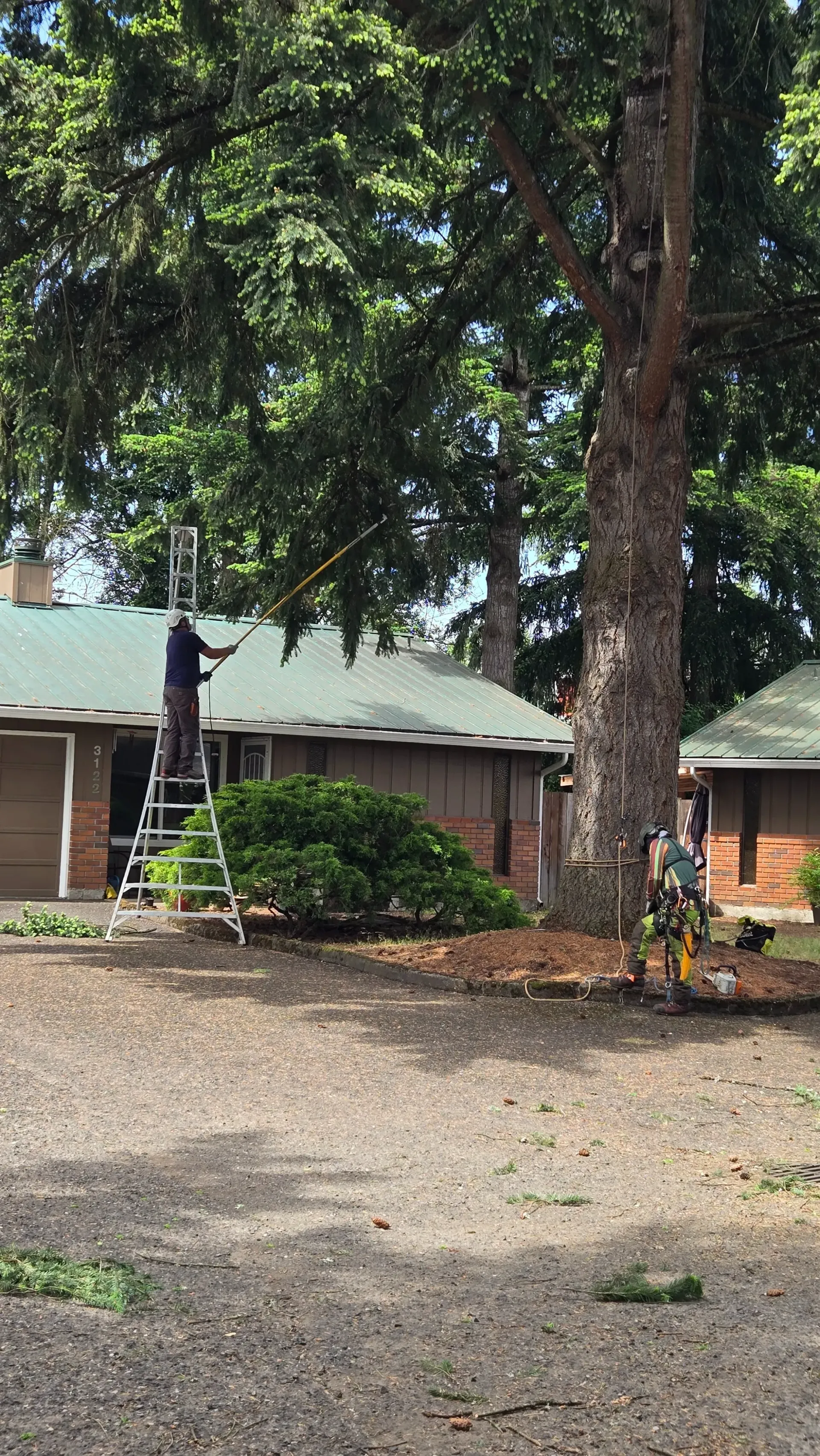A man is cutting a tree in front of a house.
