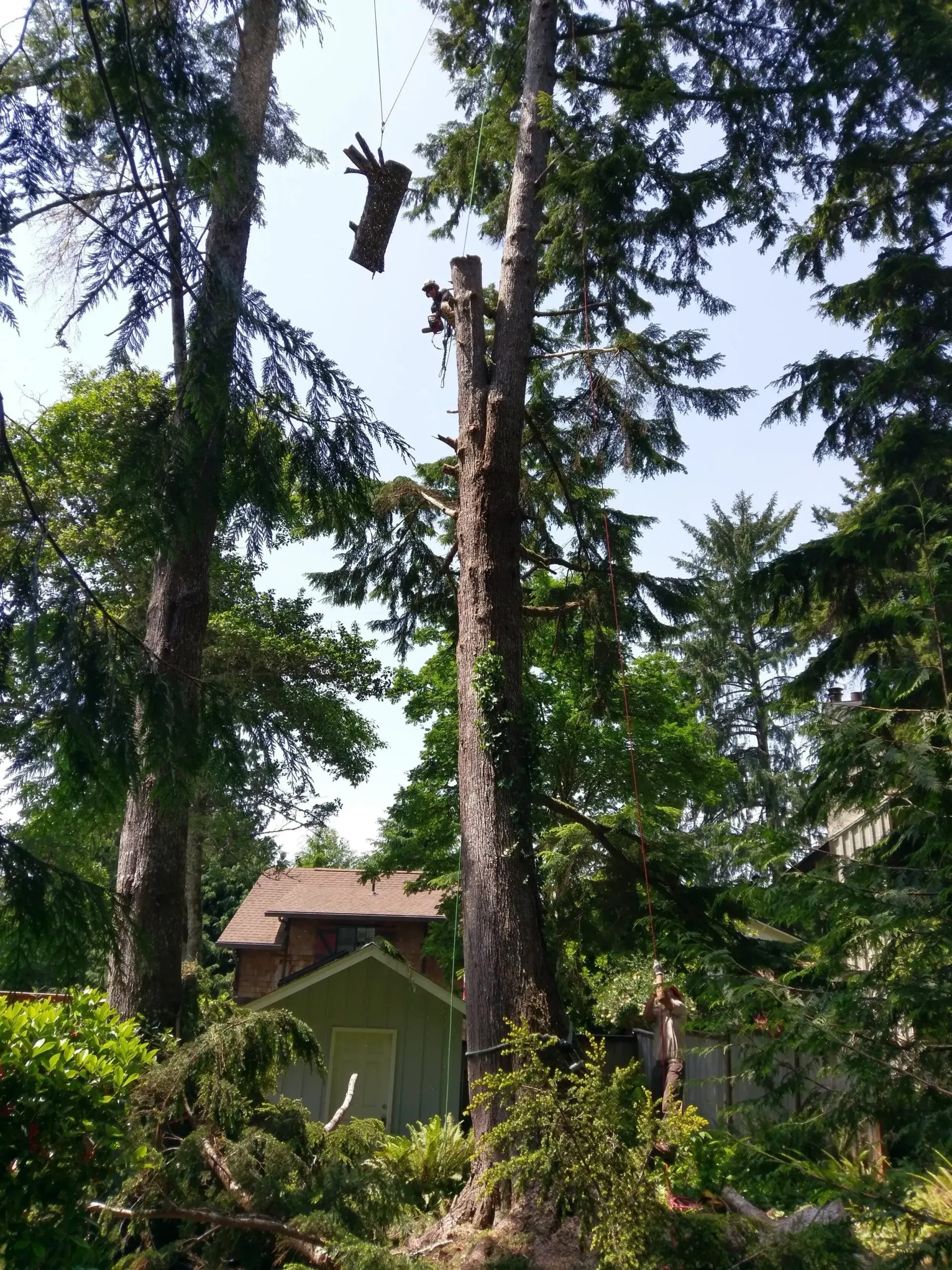 A tree is being cut down in front of a house.