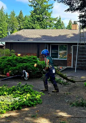 A man is cutting a tree in front of a house.