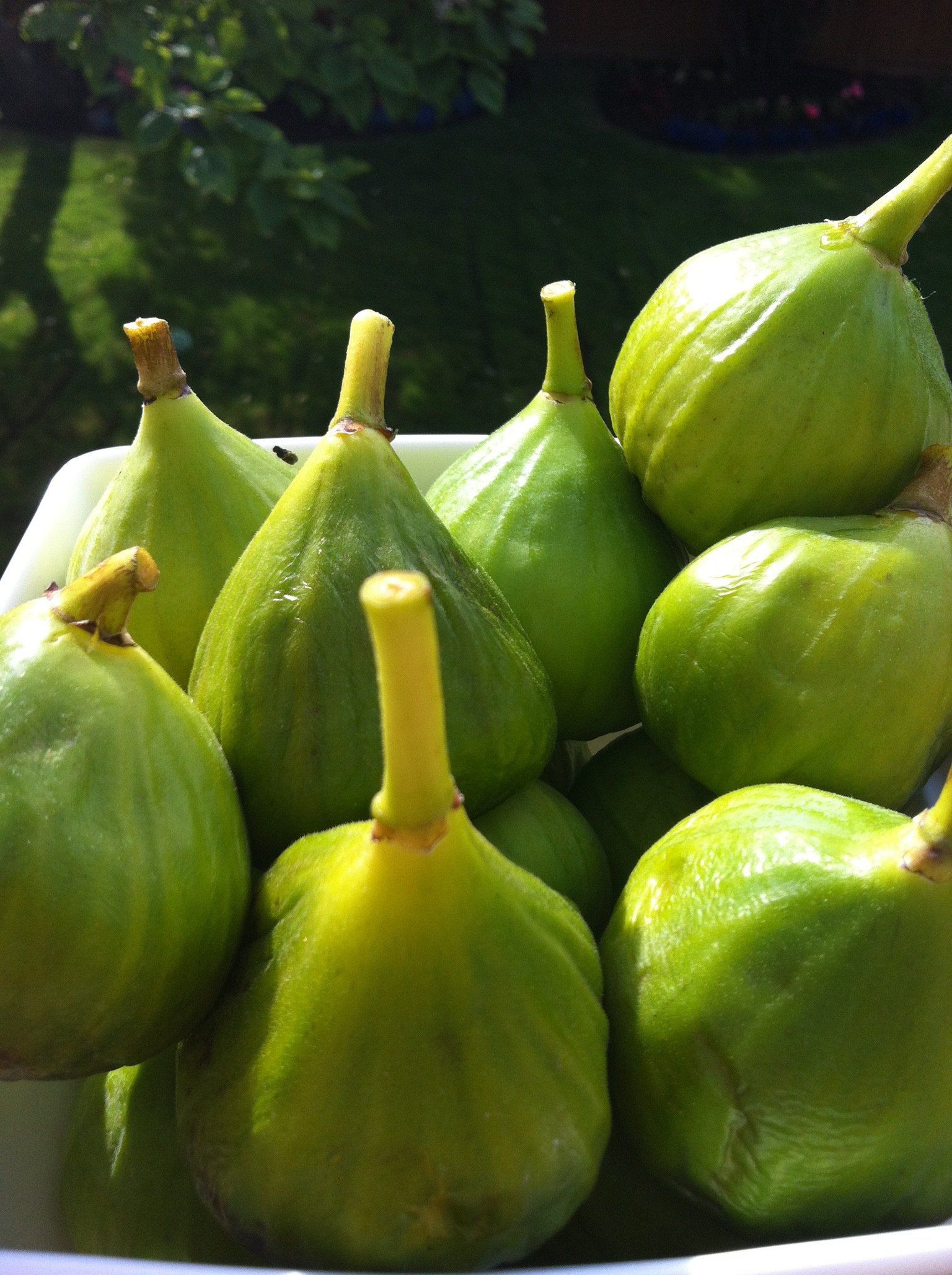A bowl of green figs with yellow stems