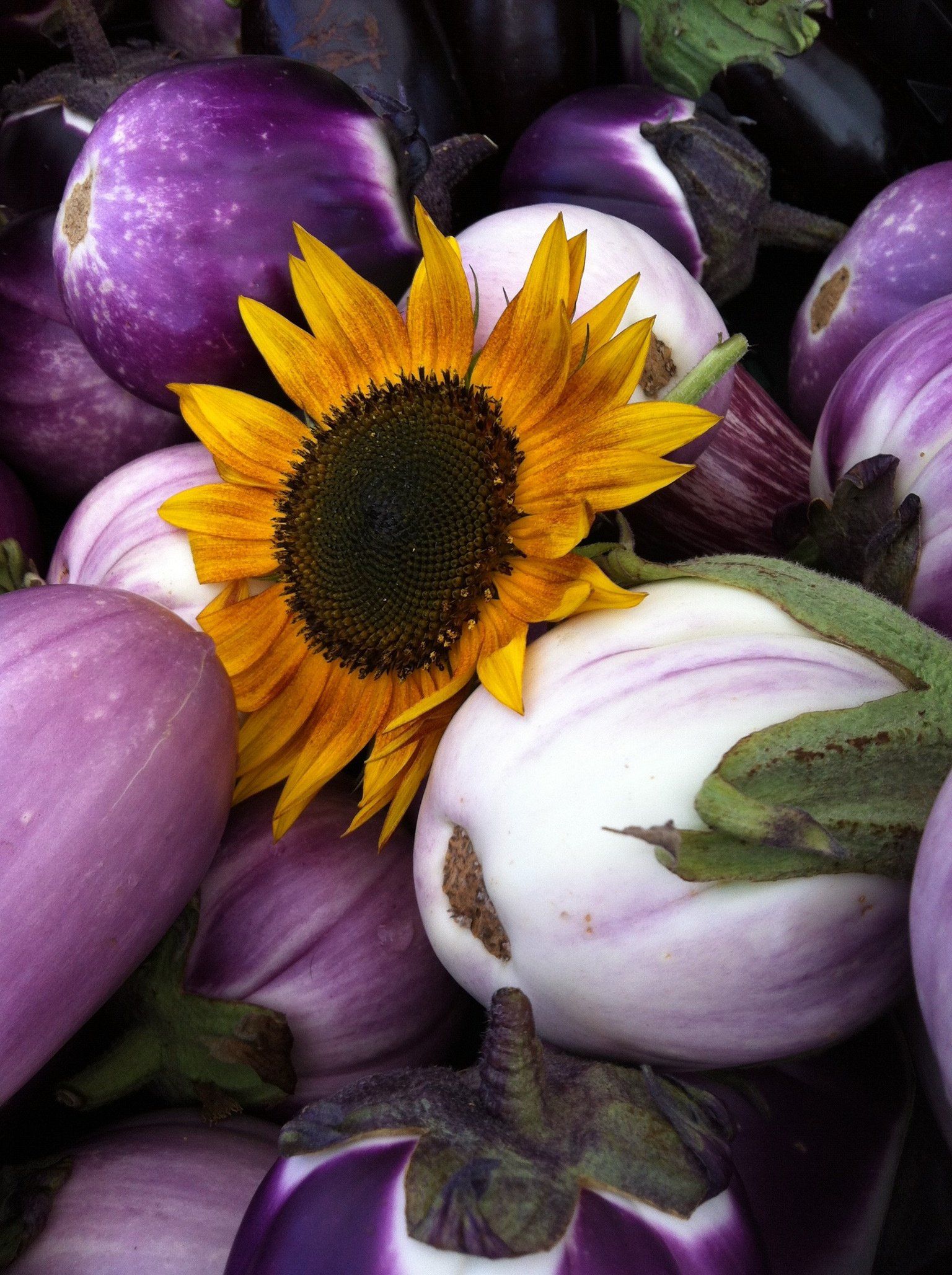 Purple and white eggplant with a sunflower in the middle