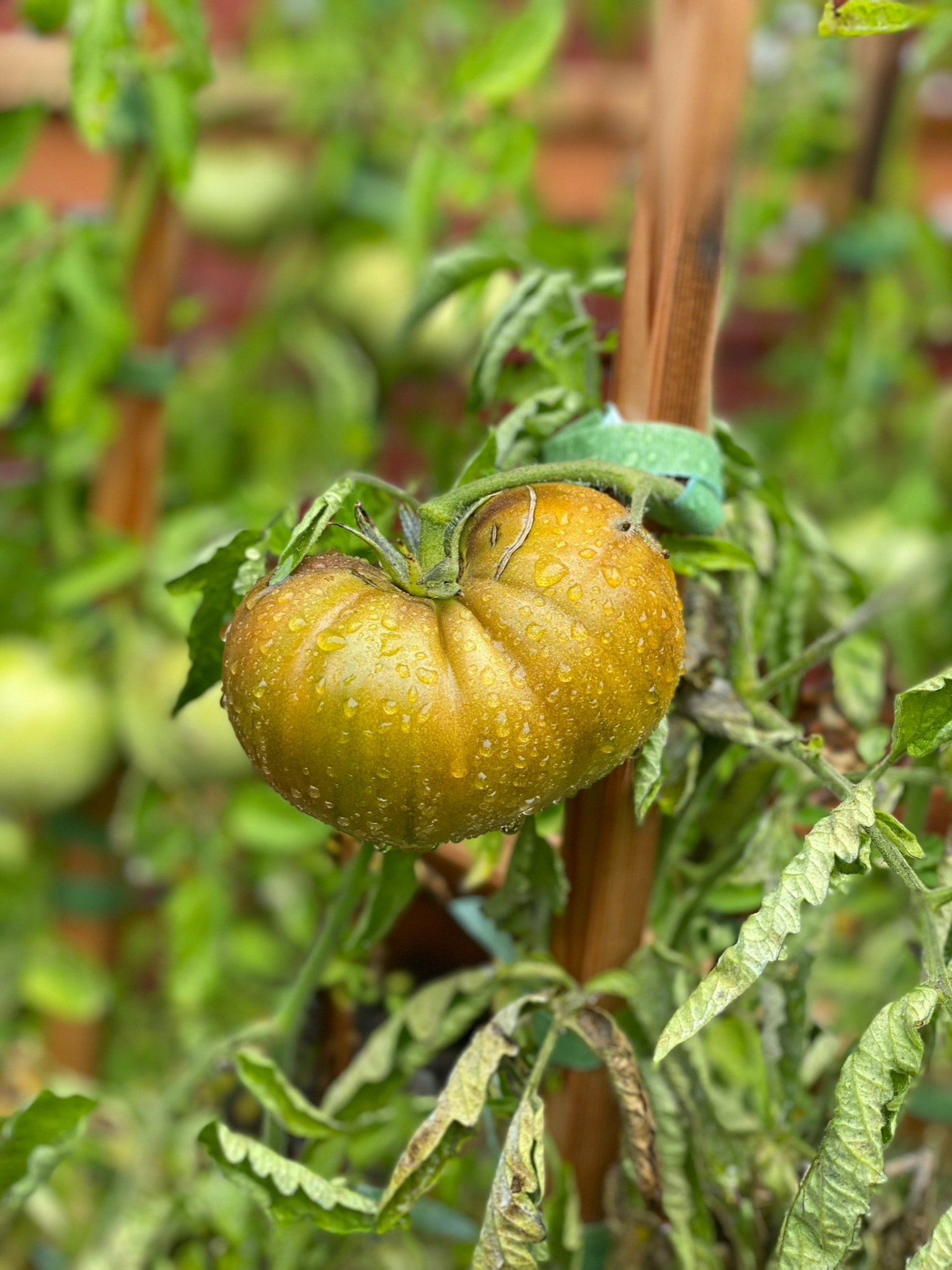 A close up of a tomato growing on a vine.