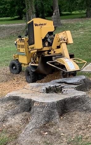 A yellow stump grinder is grinding a tree stump in a park.