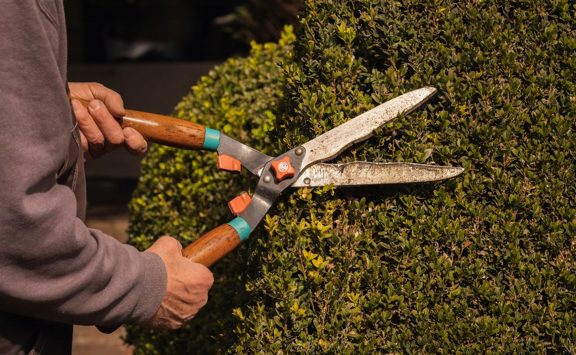 A person is cutting a bush with a pair of scissors.