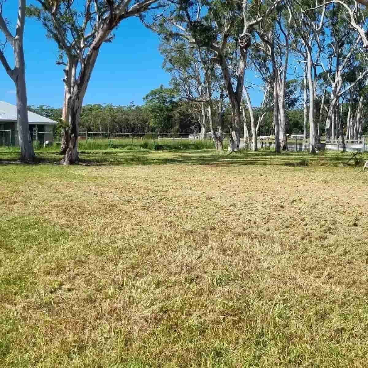 A Field Of Grass With Trees In The Background — Jervis Bay Pressure Washing & Property Maintenance in Sanctuary Point, NSW