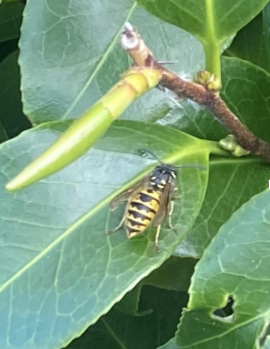 A yellow and black bug is sitting on a green leaf