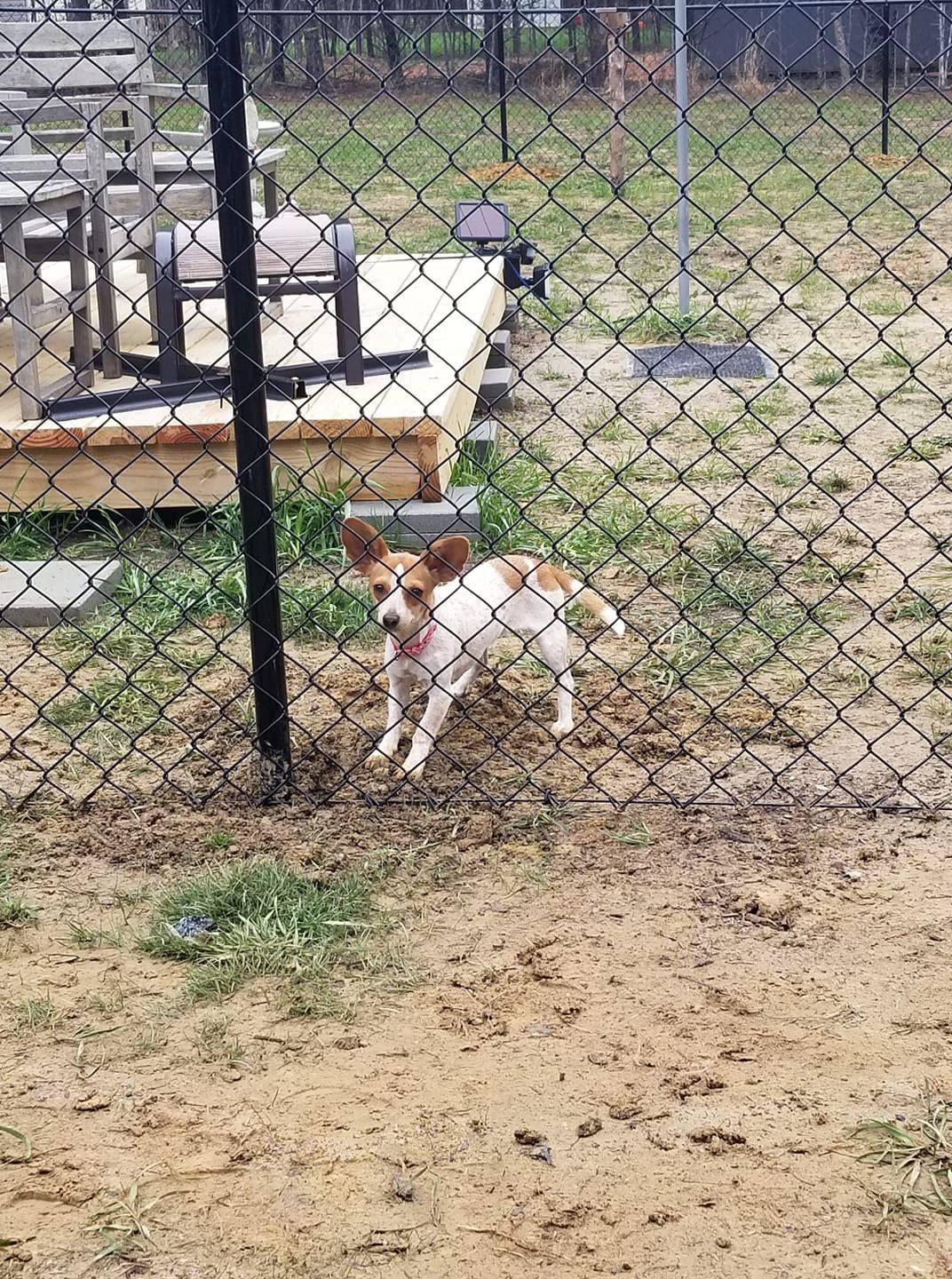 Small brown-and-white dog standing by a chain-link fence in a dirt yard