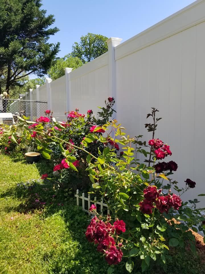 Blooming rose bushes along a white fence in a sunny garden yard