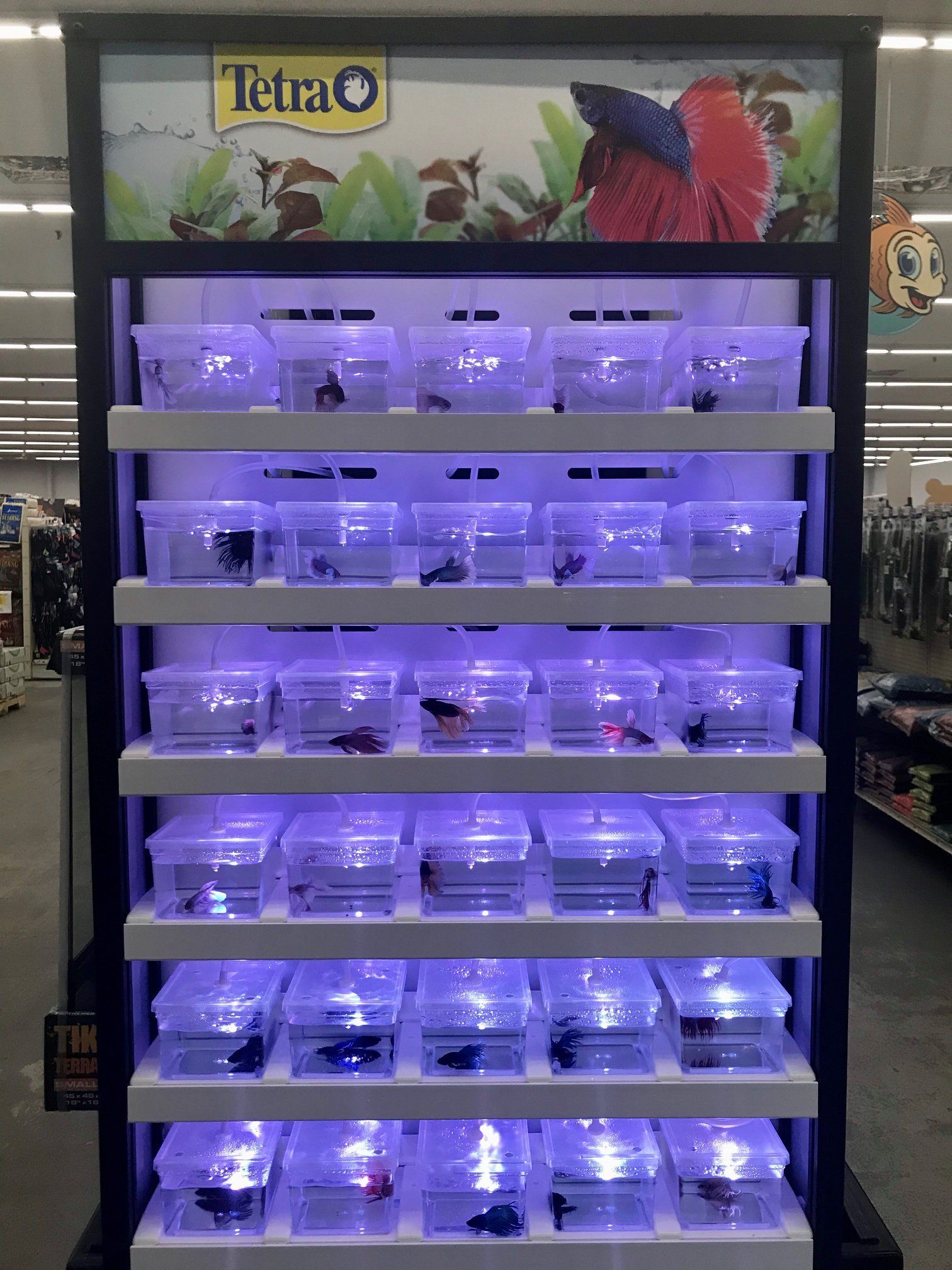 betta fish shopping