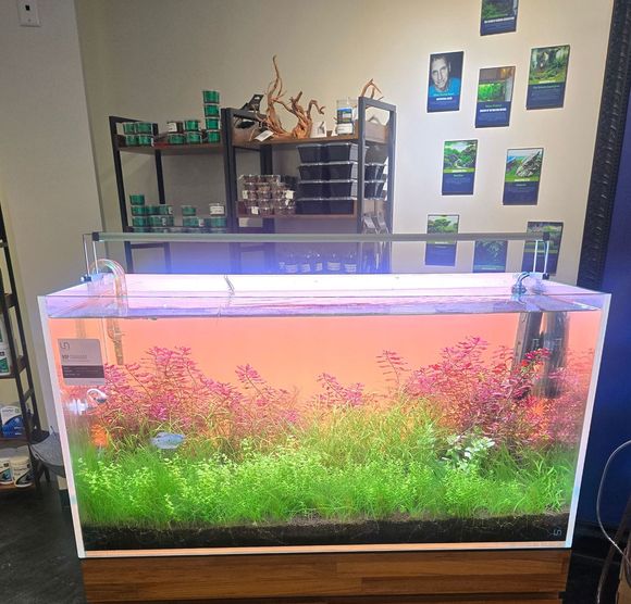 A large aquarium with a lot of plants in it