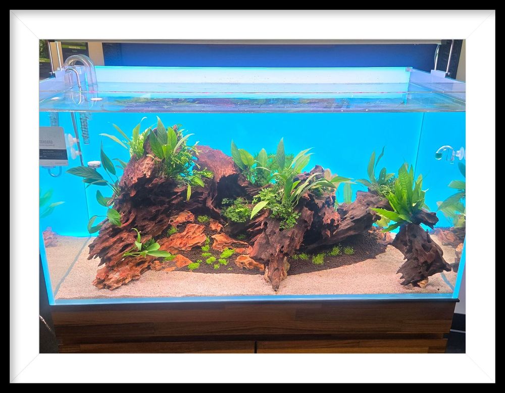 A picture of a fish tank filled with fish and plants.