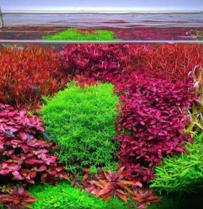 A fish tank filled with lots of different types of plants.