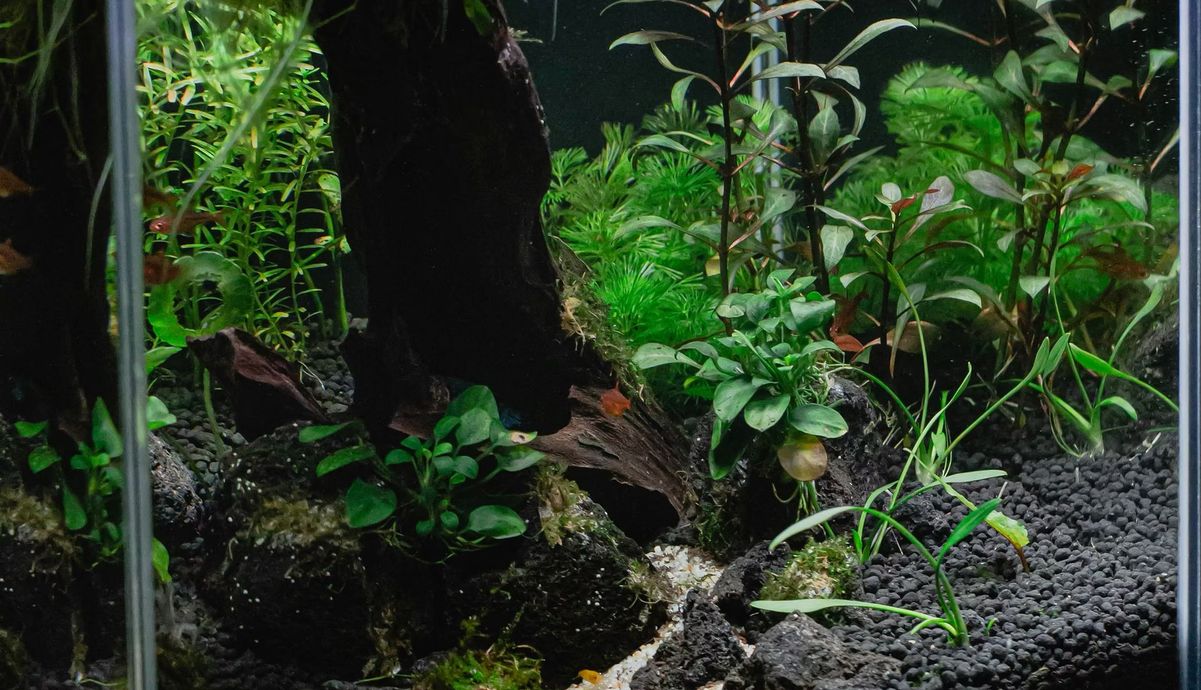 A fish tank filled with lots of plants and fish.
