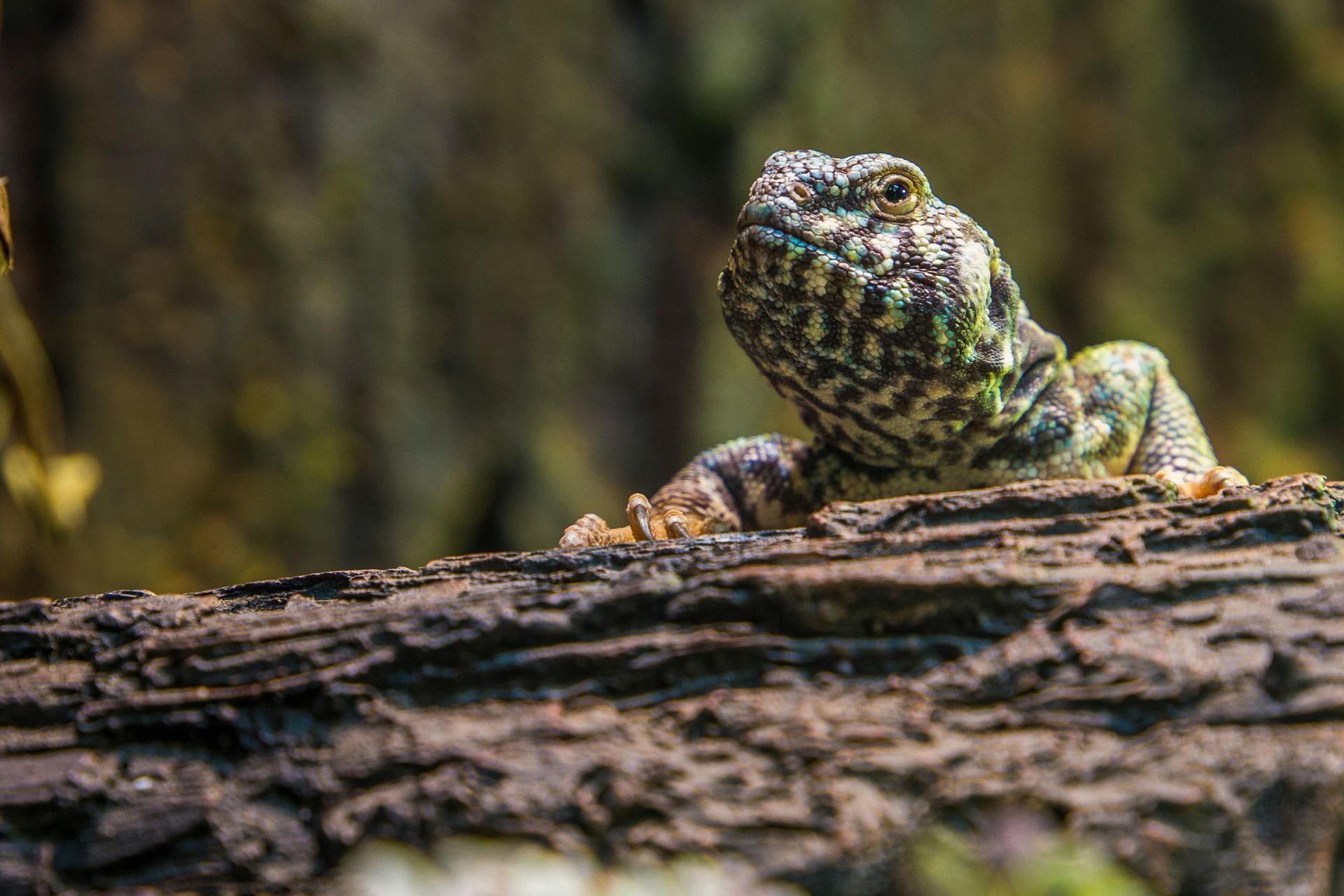A lizard is sitting on a log in the woods.