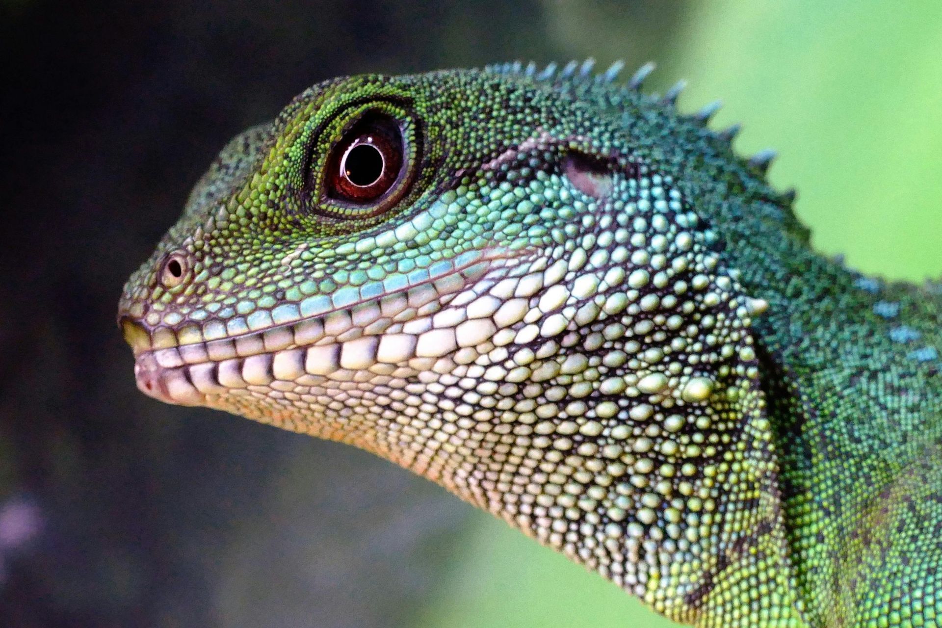 A close up of a lizard 's head with a green background.