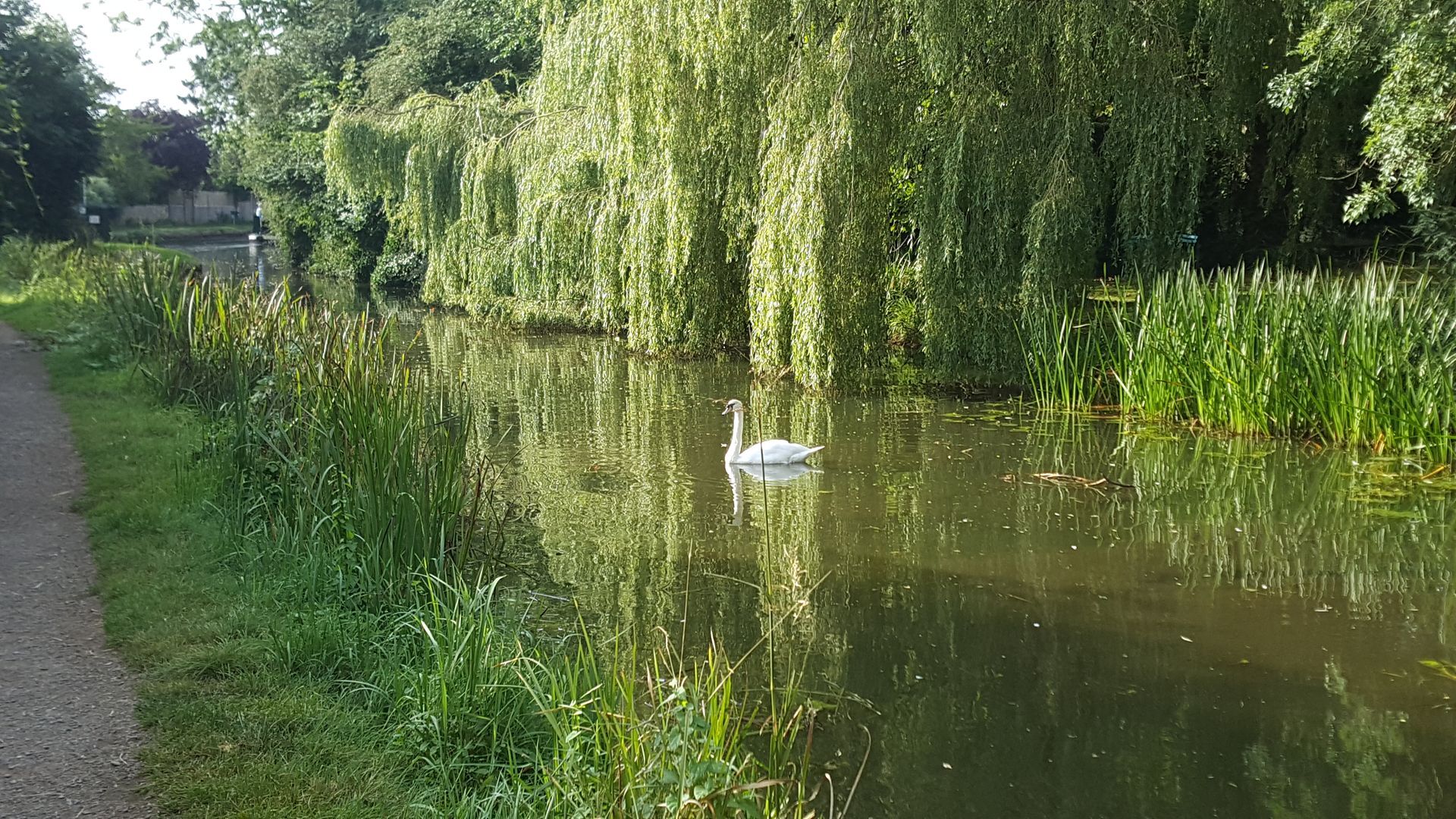 A swan on the canal under some willow trees