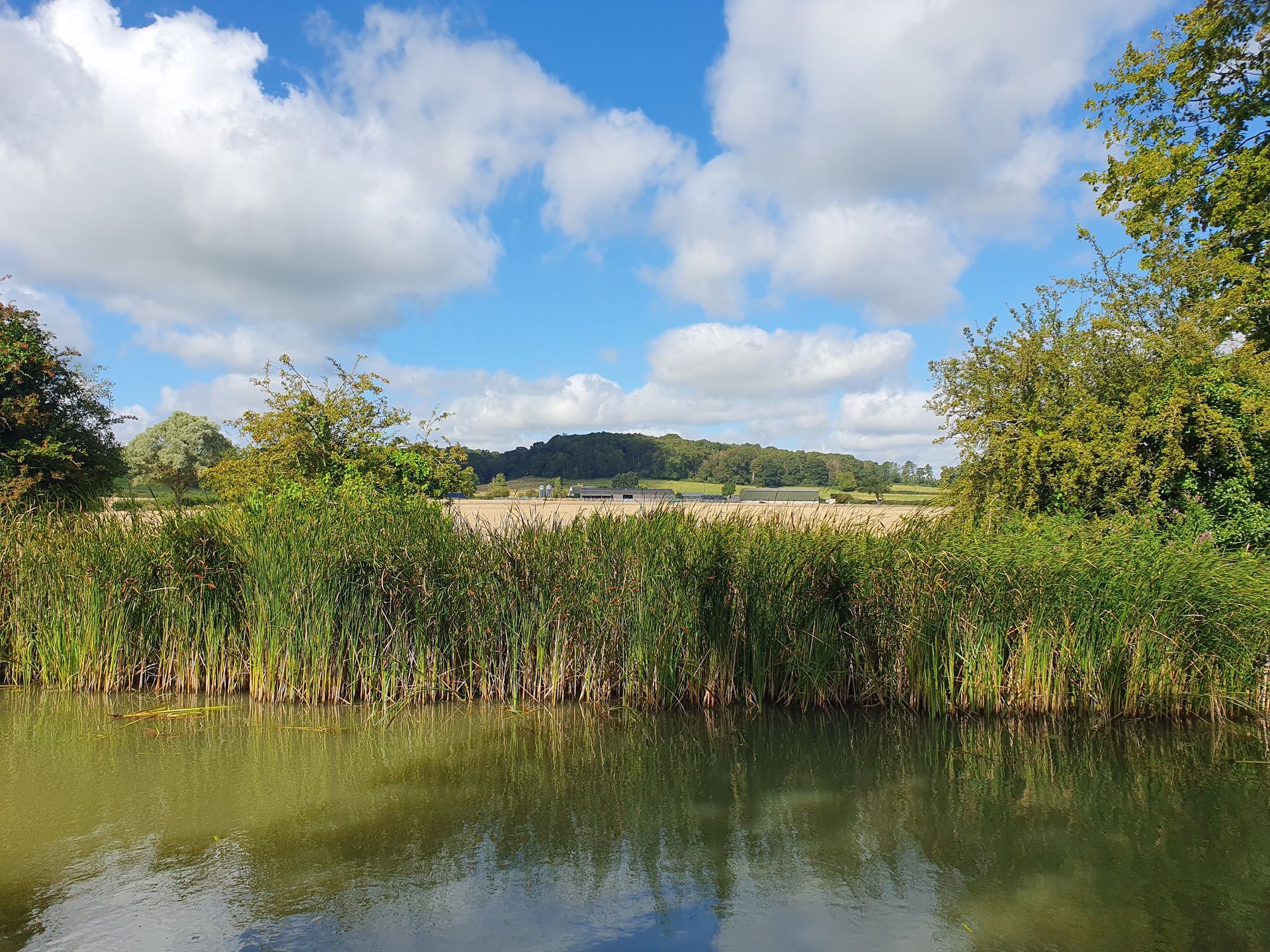 Reeds on the bank of the canal