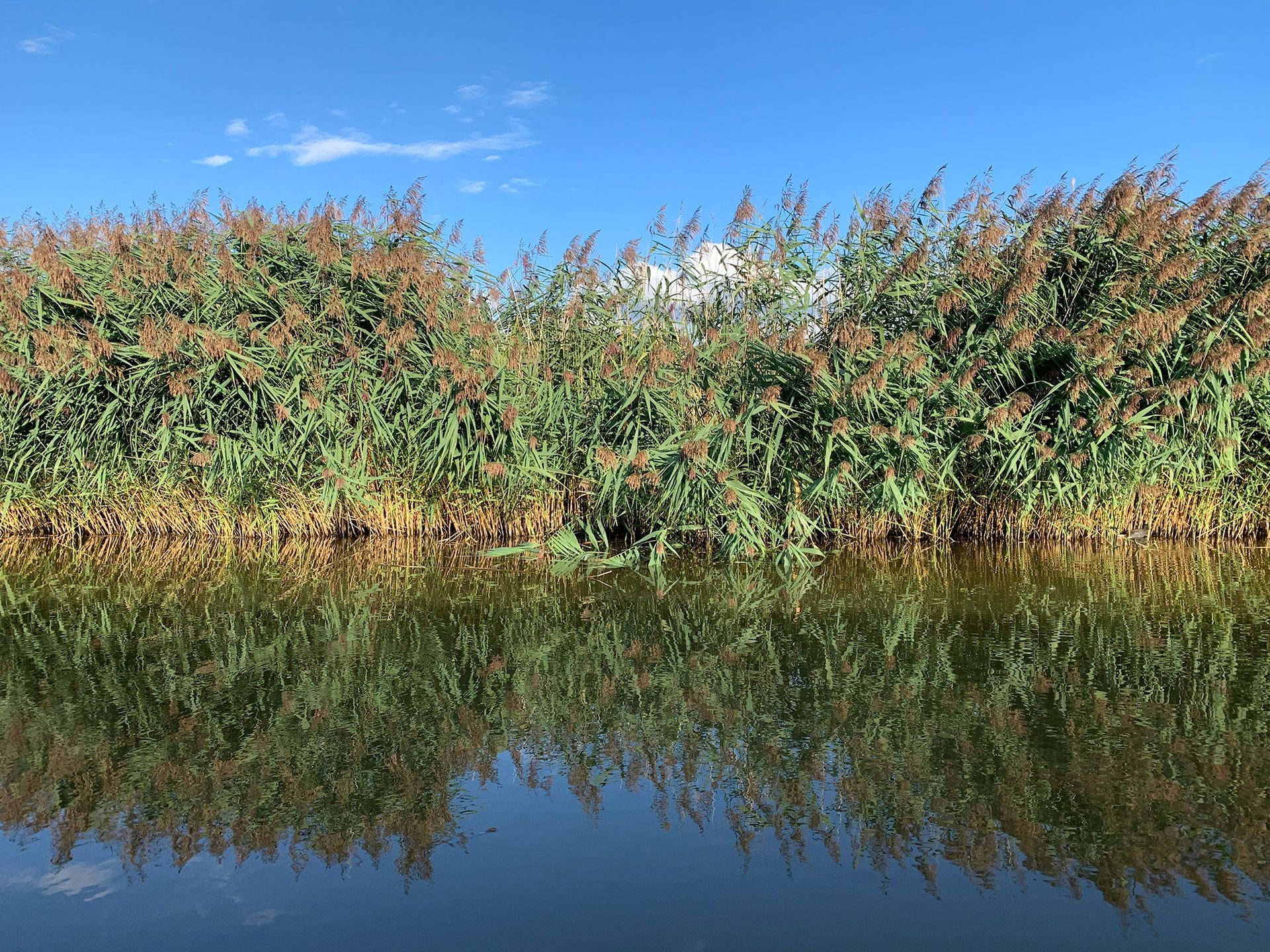 A canal with tall reeds on the bank against a blue sky