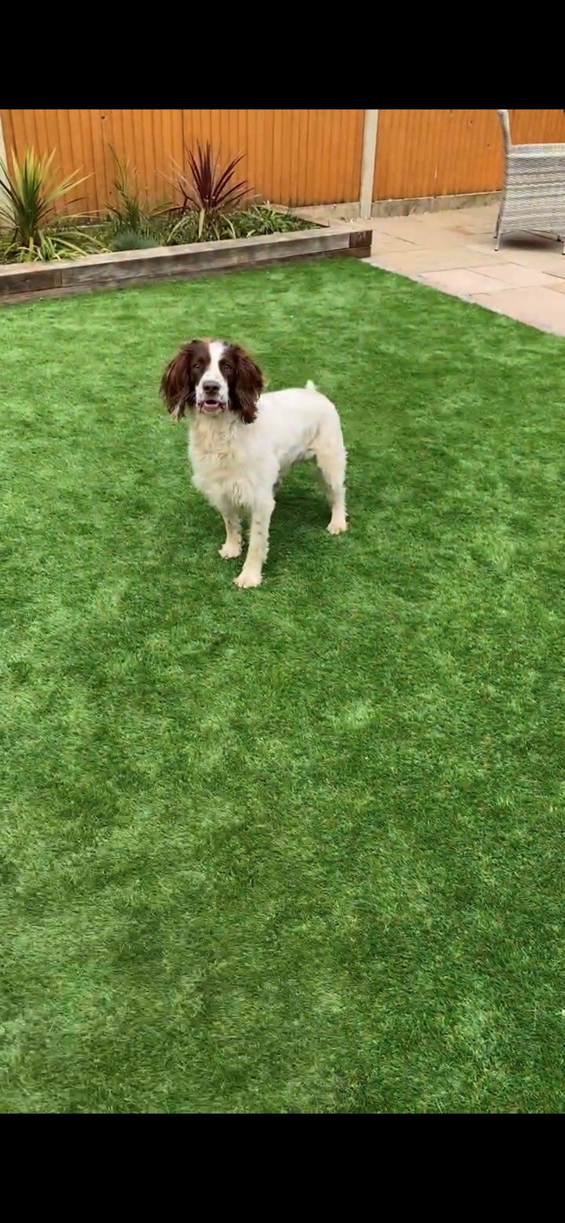 a brown and white dog is standing on top of a lush green lawn .