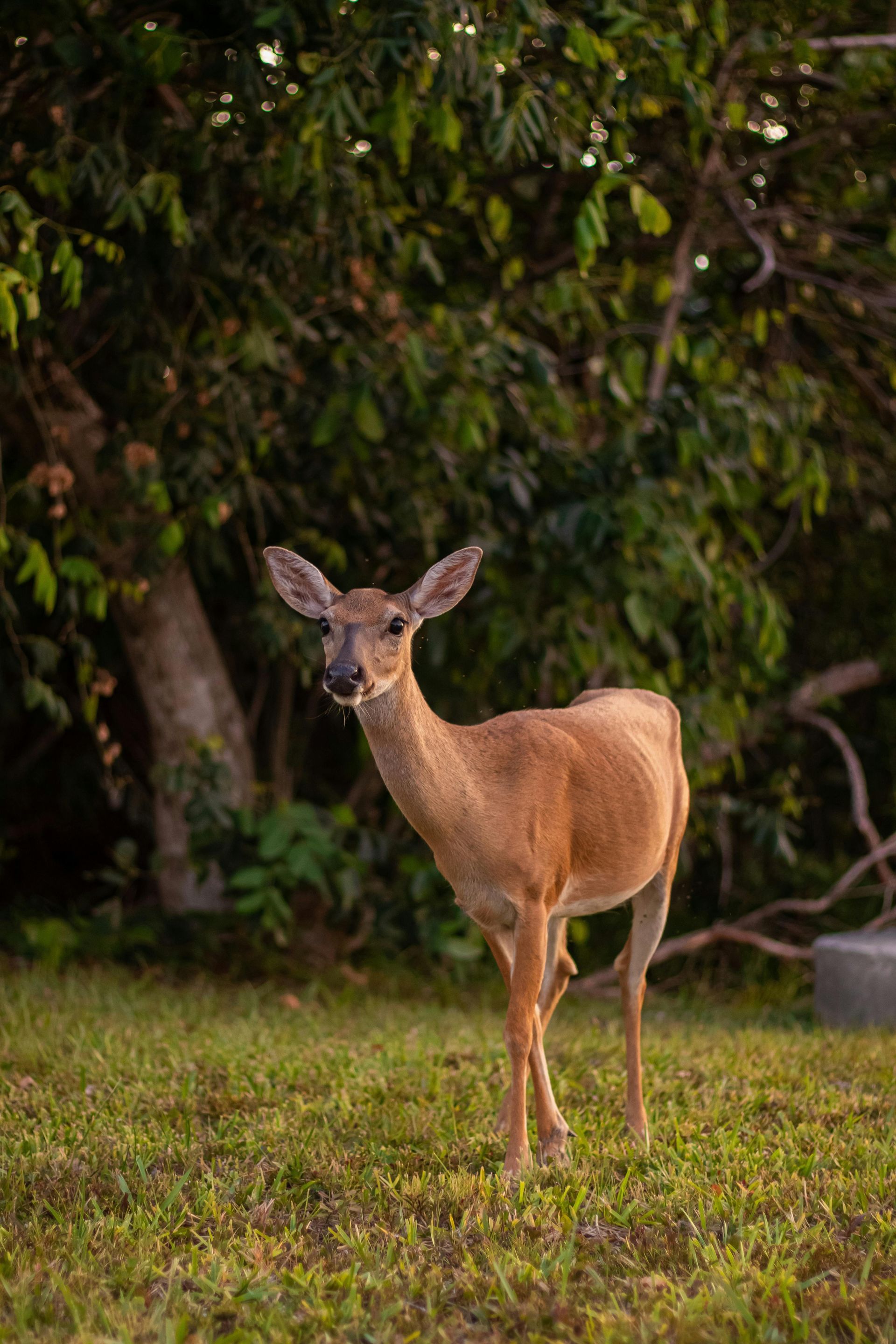 A deer is standing in the grass looking at the camera.