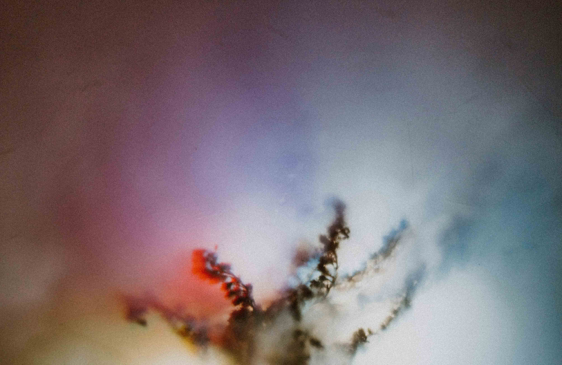 plant stems over an array of colors that bleed into each other.