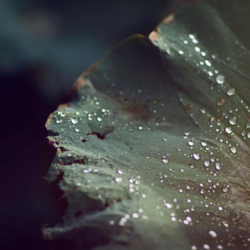 Macro image of a part of leaf with water droplets.
