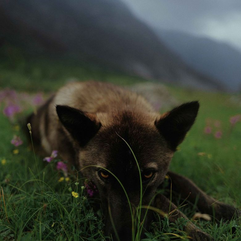 Image of a wolf in field with a mountain behind it.