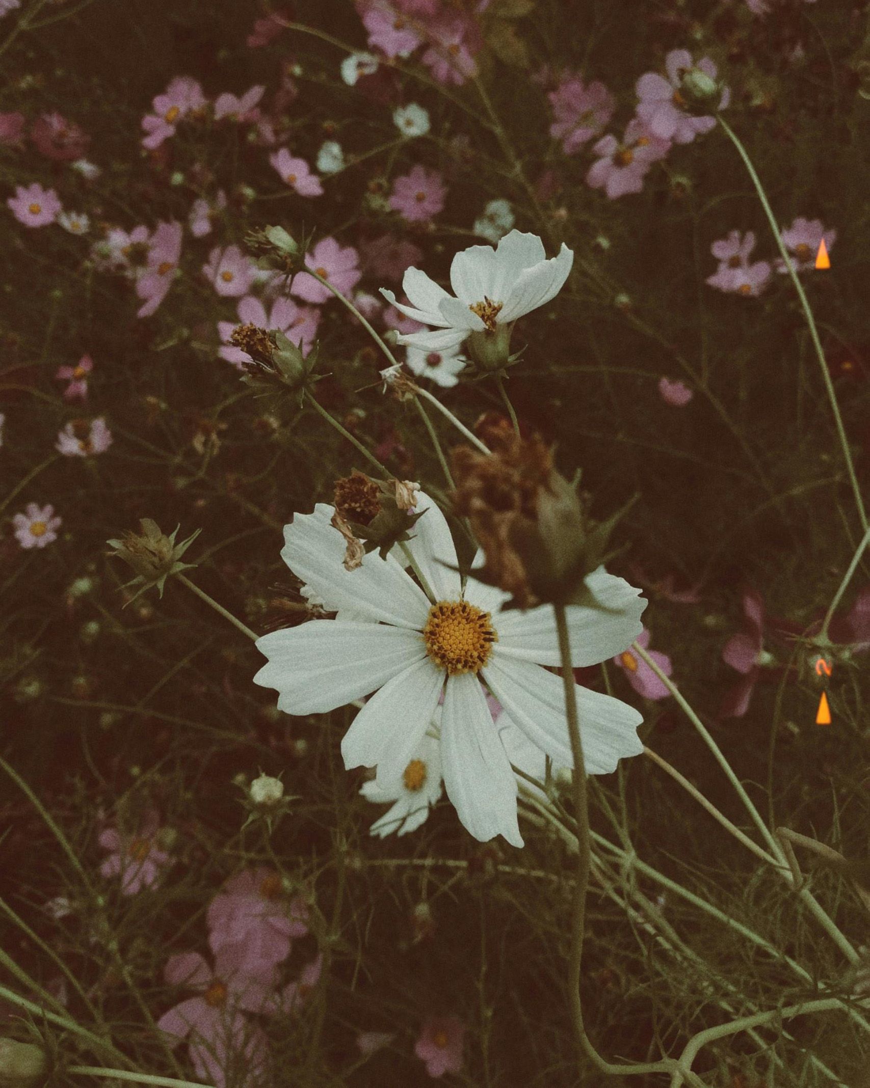 close up images of wildflowers in a field