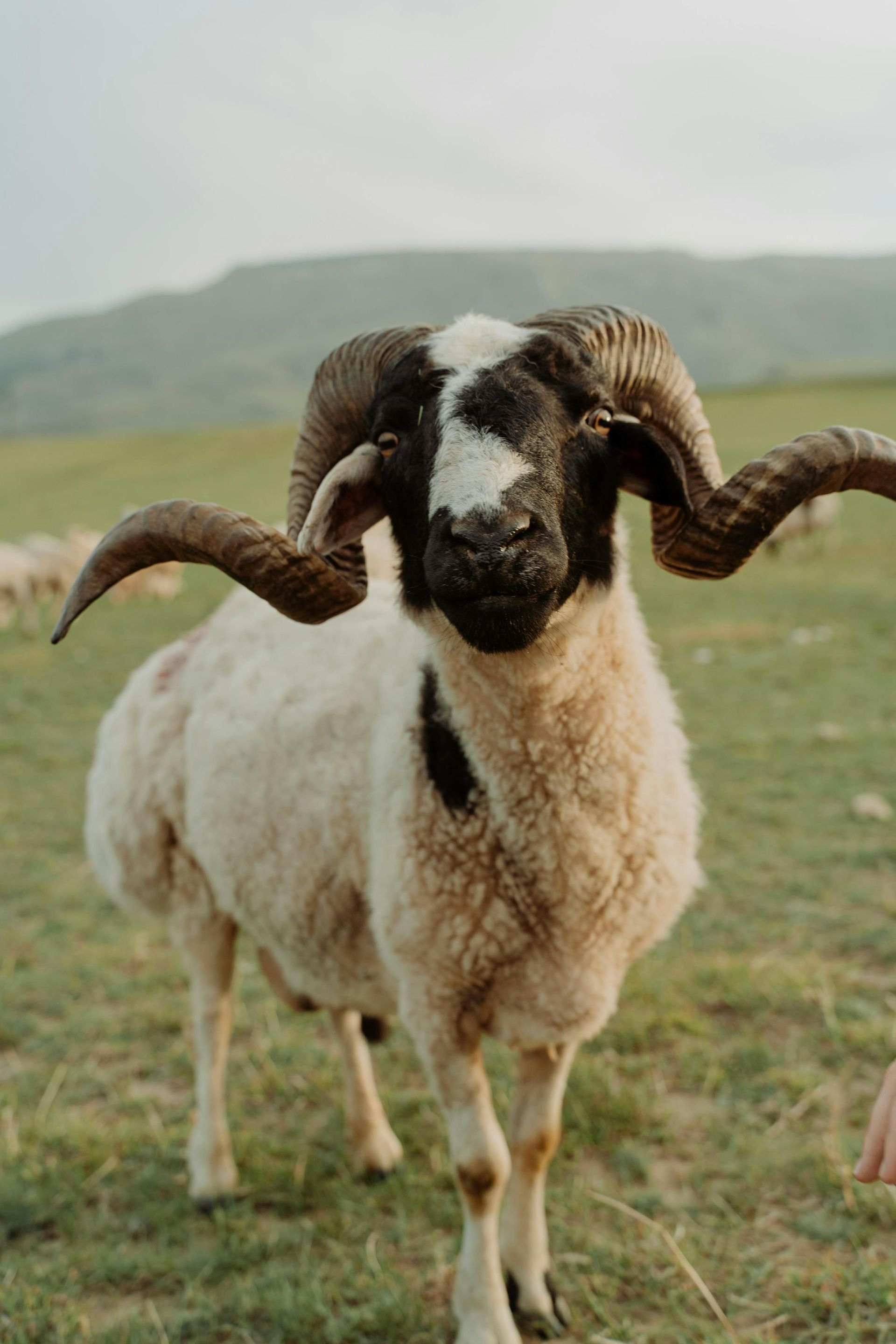 A ram standing in a green field with the sky behind it 
