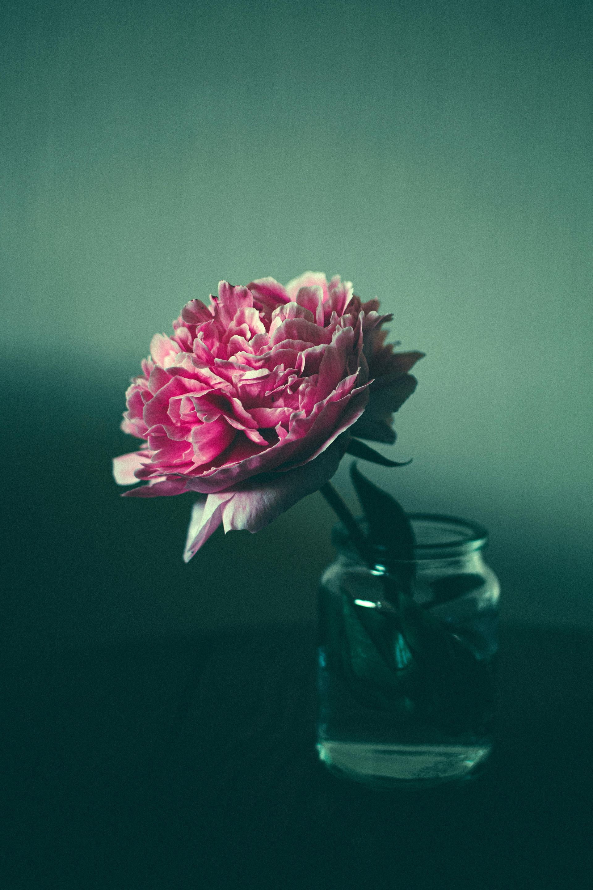 A pink rose in a vase against a green background