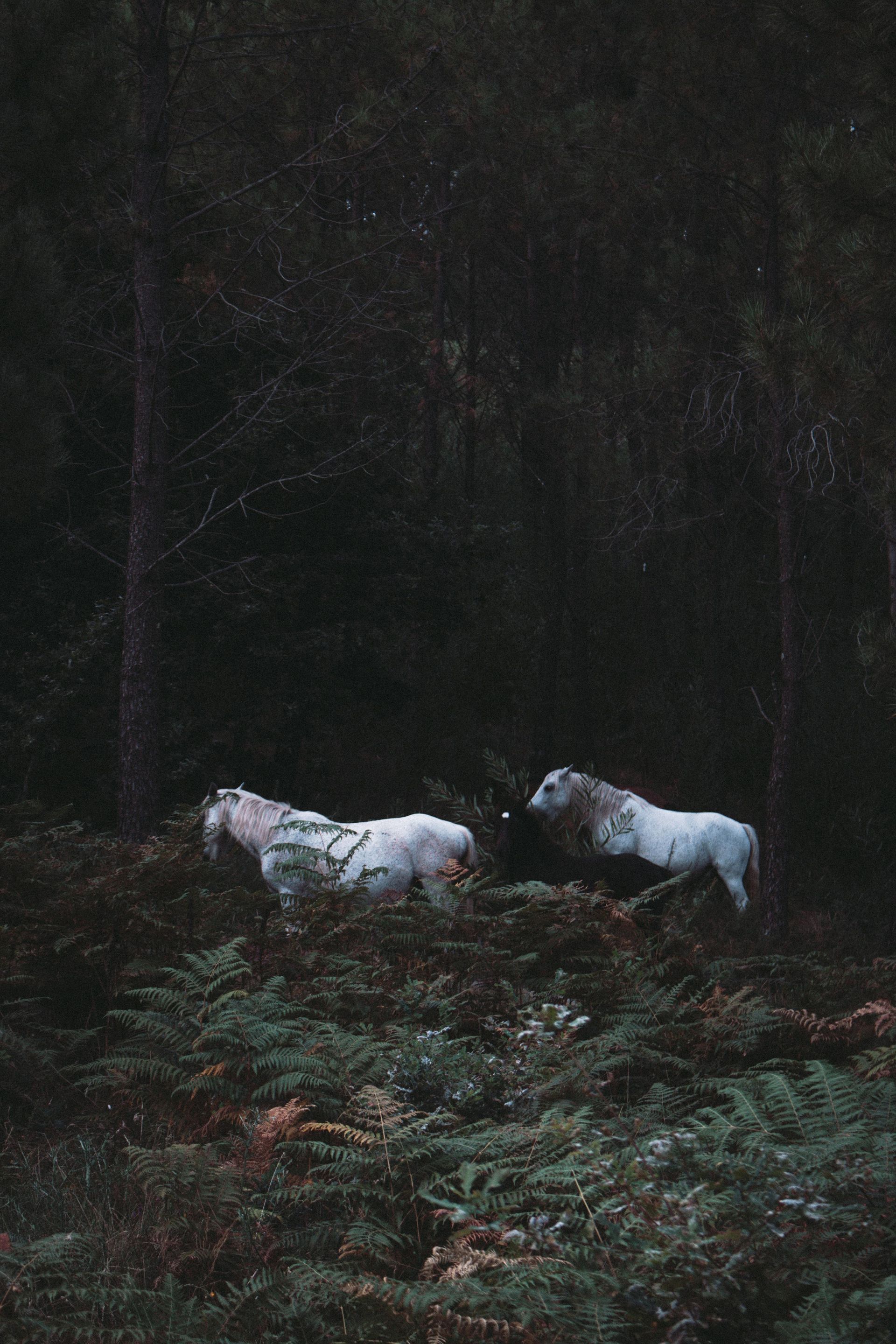 Image of three horses walking in a forrest.