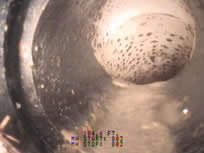 A camera peers into a cylindrical cavity. A spherical, speckled object is suspended within, immersed in liquid.