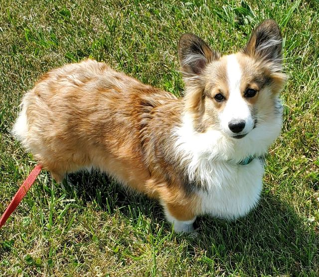 Corgi kennel best sale