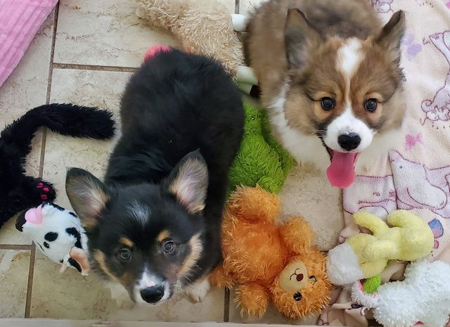 Corgi puppies for sale near me<br>Corgi puppies for sale<br>Welsh corgi puppies for sale <br>Corgis for sale <br>corgi breeders near me