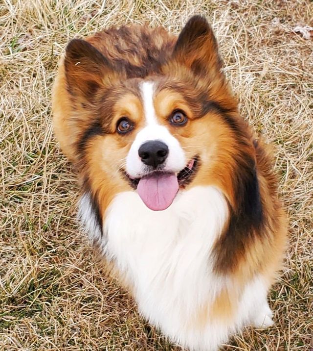 Corgi Breeders Near Me