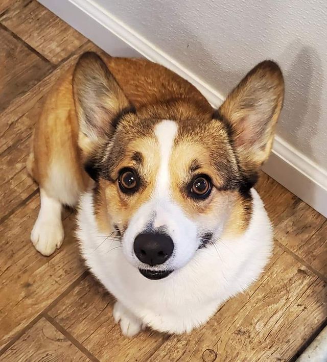 Grriggles Lil' cheekies Corgie