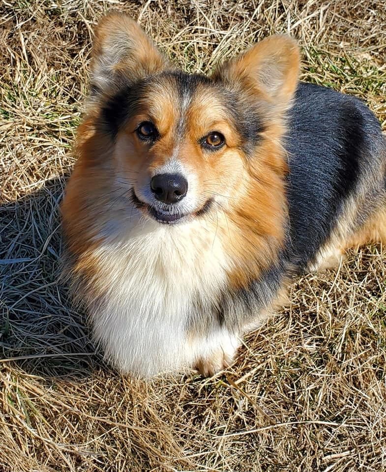 Pembroke Welsh Corgi Long Hair - Pembrokes of Walnut Creek