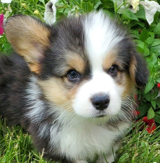 corgi puppy for sale