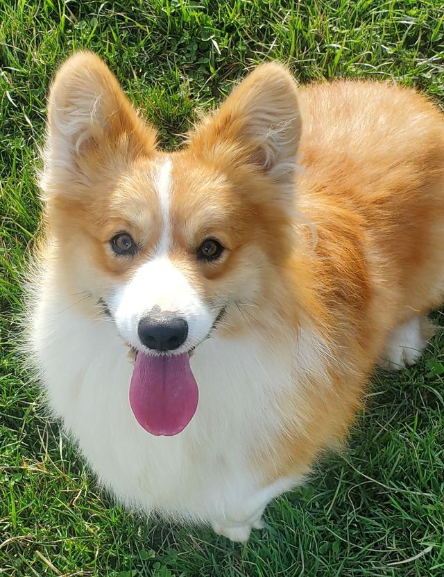 Corgi 61c+X4k+42L._AC_UF894,