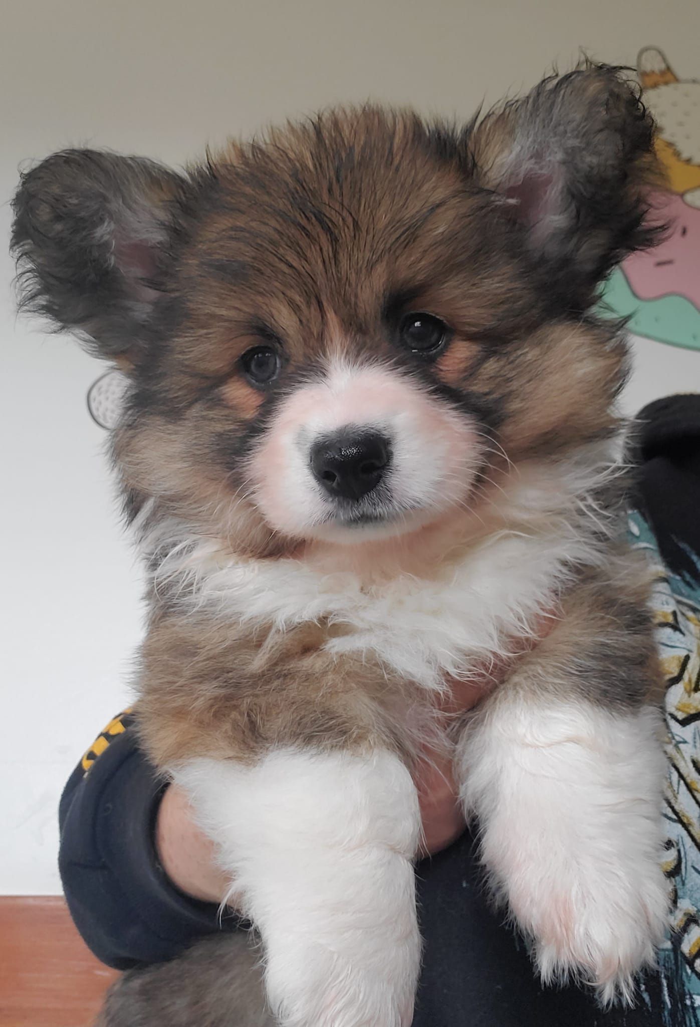 Fluffy long-haired corgi - Exclusive Offerings at Pembrokes of Walnut Creek